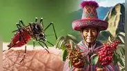 El árbol originario de América Latina, considerado como sagrado para los incas, que puede ahuyentar mosquitos