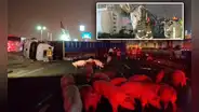 Tránsito restringido en Panamericana Sur tras choque de tráiler de cerdos con camión cisterna que dejó 2 heridos