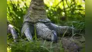 Esta es el ave más peligrosa del mundo: es el pariente más directo de los dinosaurios y se ha reproducido en cautiverio