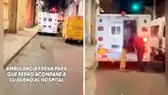 Perrito corre tras ambulancia que lleva a su dueño al hospital, chofer frena y lo suben a vehículo: “Amigo fiel”