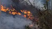 Incendios arrasan miles de hectáreas de bosques y cultivos