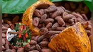 Día del Chocolate: factores que elevan el precio del cacao, ¿a cuánto?