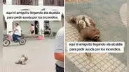 Perezoso camina hacia municipio de Bolivia y conmueve en redes: “Pide ayuda por incendios forestales”