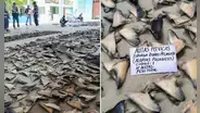 Sunat incauta 1,29 toneladas de aletas de tiburón en Tumbes a una empresa sin documentos