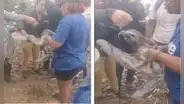 El conmovedor rescate de un oso perezoso de incendio forestal en San Martín: tenía quemaduras
