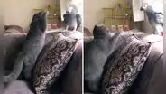 ¡Increíble astucia! Loro imita la voz de su dueño para engañar a un gato y logra salvarse de ataque