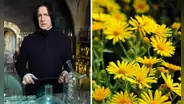 Así puedes hacer un ramo de flores amarillas de papel para obsequiar este 21 de septiembre