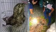 Pequeña ave sobrevive a los incendios forestales en Cajamarca: primeras imágenes del rescate de Serfor