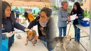 Campaña veterinaria GRATUITA hasta el 20 de septiembre en estos distritos: conoce horario y especialidades