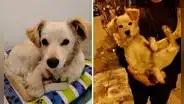 Vecina de Ate rescata a perrita de 7 meses y ahora busca darle un hogar: "No tuve corazón para dejarla"