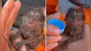 Rescate de cría de mono tití en incendio forestal conmueve a miles: historia es viral