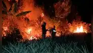 Pueblo awajún pide que se derogue ley antiforestal ante incendios forestales: "La destrucción de bosques compromete nuestro futuro"