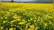 Frases para regalar flores amarillas el 21 de septiembre: los mejores mensajes, dedicatorias y poemas