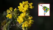 Día de las Flores amarillas: por qué se celebra el 21 de septiembre en Perú, Argentina y más países de Latinoamérica