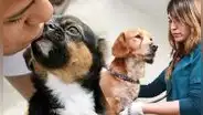 Campaña veterinaria gratuita en Lima y provincias: distritos y servicios el 21 y 22 de septiembre