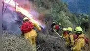 Incendios forestales continúan: ¿qué hacer si encuentras un animal silvestre tras siniestros? Esto dice SERFOR