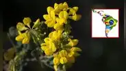 Día de las Flores amarillas 2024: ¿por qué se celebra este 21 de septiembre en toda Latinoamérica?