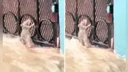 Desesperada rata se sujeta de una reja para no ser arrastrada por el desborde del río y conmueve en redes
