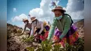 Agro crece 3,3% primeros siete meses del año