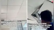 Gatos pelean en el techo de una oficina y sorprenden a trabajadores al caer sobre sus escritorios