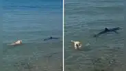Perrito se lanzó al mar para morderle la cola a tiburón y escena es viral: ¡No, Firulais!”