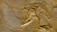 Científicos hallan fósil de “dragón” de hace más de 240 millones de años: vivió en China y medía 5 metros