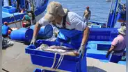 Pescadores anuncian grave crisis en Piura por la escasez de pota en Paita