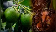 La fruta originaria de América Latina que sabe a pudín de chocolate: se consume en postres, vinos o fruta fresca
