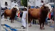 Ganadero camajarquino revela que toro cuesta S/52.000 y deja en shock a usuarios en redes