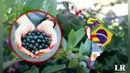 Conoce al impresionante oro azul, una de las frutas más ricas en antioxidantes que podría romper récord en exportación en Perú
