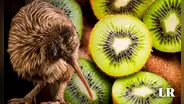 'Kiwi' el ave con nombre de fruta que no vuela: tiene fosas nasales en su pico y es símbolo de un país