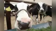 Ganaderos del Perú piden mayor apoyo al Midagri para impulsar compra de leche a las mypes