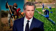 NUEVA LEY en California: Gavin Newsom aprueba medida para los trabajadores agrícolas en Estados Unidos en 2024