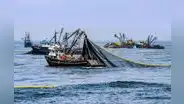Producción pesquera cayó 27,78% en agosto