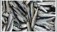 Indecopi: no es una barrera burocrática ilegal prohibir la pesca de anchoveta menor a 12 centímetros