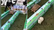 Realizan carrera entre tortuga y un conejo, pero resultado sorprende en redes: “Se hizo canon”
