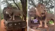 Leones se cansan de caminar por la jungla y se suben a los autos de safari: “Ahora es su Uber”