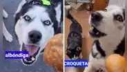 Perro sorprende al 'hablar' como una persona y es toda una sensación en TikTok