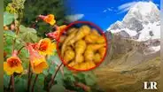 El anticonceptivo inca utilizado en los Andes peruanos, según especialistas: era usado para bajar la libido a los hombres