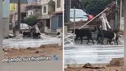 Pavimentaron vereda y perritos de la cuadra lo llenaron de huellas: “Lo hicieron a propósito”