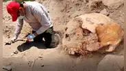 Hallazgo en Lambayeque: entierros humanos junto a animales en excavación arqueológica de Monsefú
