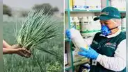 Estudio revela altos niveles de pesticidas en cebolla china del Mercado de Santa Anita: 10.900% más del límite permitido