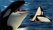 Científicos graban a grupo de orcas devorando delfines en el norte de Chile y descubren nueva forma de caza