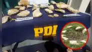 El curioso uso que le daba un hombre a 150 fósiles en su casa en Coquimbo: PDI incautó los restos