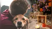 ¿Cómo celebrar el Día de Muertos para mascotas en Perú? Así puedes poner la ofrenda para animales