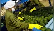 Agroexportaciones peruanas sumaron US$6.755 millones entre enero y agosto