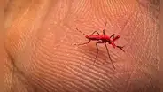 Los mosquitos rojos, creación biotecnológica diseñada para combatir el dengue: 3 países de América Latina lo están probando