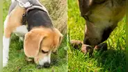 ¿Sabes por qué los perros comen heces? Reconocido veterinario lo explica: "Está relacionado con su aprendizaje"