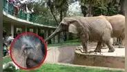 ¿Los elefantes pueden ser considerados personas? Tribunal de Colorado evalúa inusual caso de demanda a un zoológico