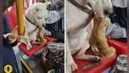 Pasajero cede su asiento a perrito con oso de peluche en bus: "Lo más tierno que verás hoy"